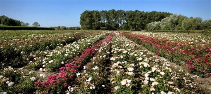 Discovering The Allure Of Lens Roses: A Floral Revolution
